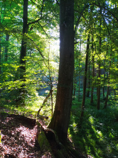 Neuburger Wald