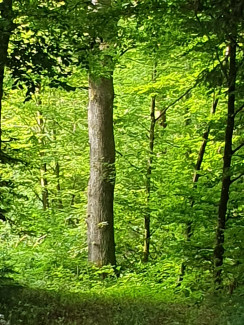 neuburger wald
