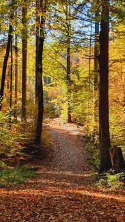 Neuburger Wald bei Kohlbruck