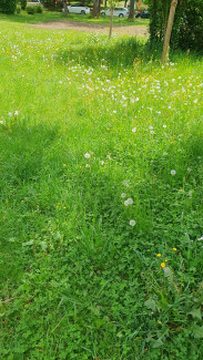 Wiese Bushalte Westerburgerstrasse ...
