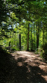 Neuburger Wald bei Kohlbruck