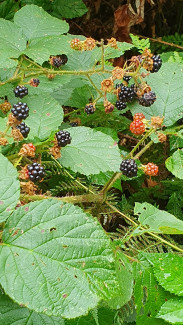 Brombeeren Neub.Wald