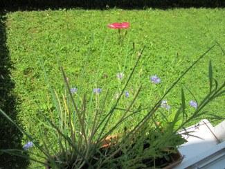 Kornblumen + X