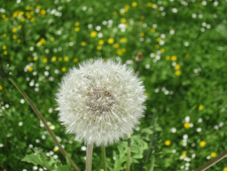 Löwenzahn über Wiese